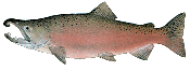 Report a tagged fish here