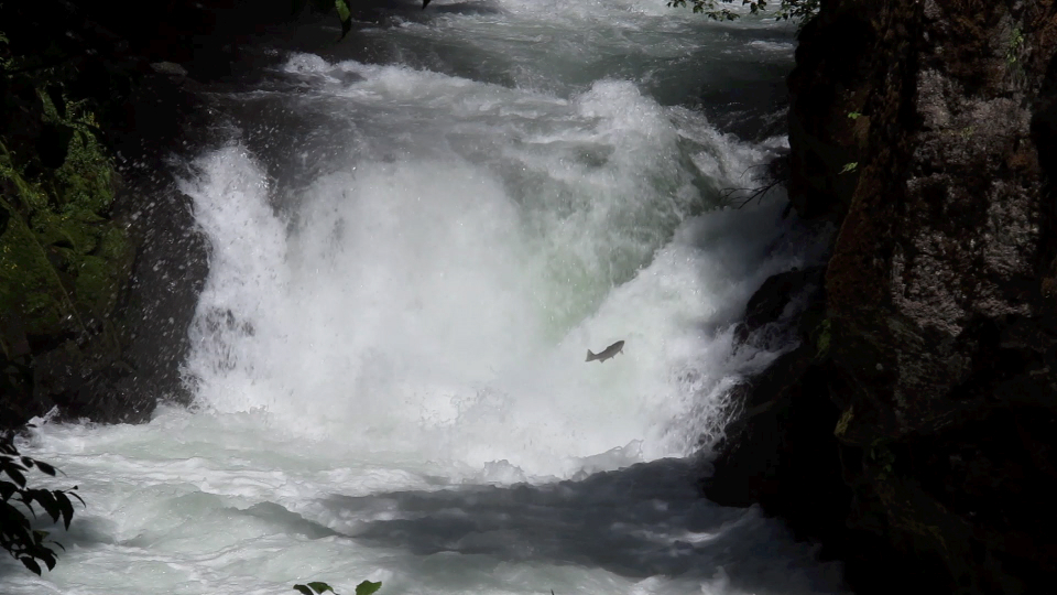 One of the first cohort of steelhead returning to the White Salmon River after breach of Condit Dam. Photo at BZ Falls (RM 12.4), 9 miles above Condit Dam, July 16, 2012. Photo Jeanette Burkhardt.