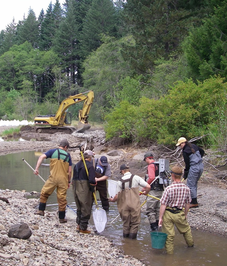 Fish removal in preparation for the removal of Hemlock Dam on Trout Creek, Wind River watershed, WA.