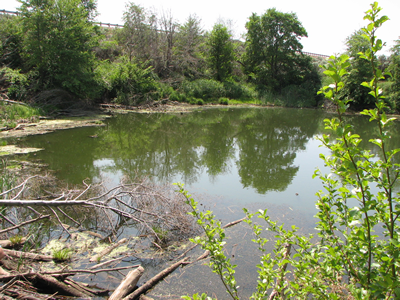 Pine Creek ponding at culverts near its confluence with the Columbia River